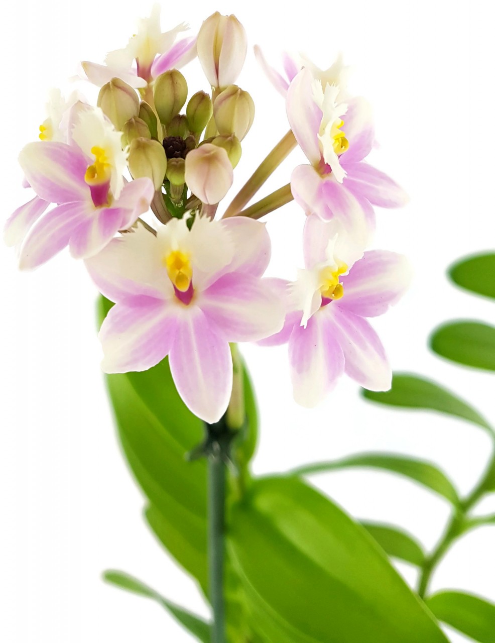 Epidendrum radicans weiß /lila - Schmetterlingsorchidee