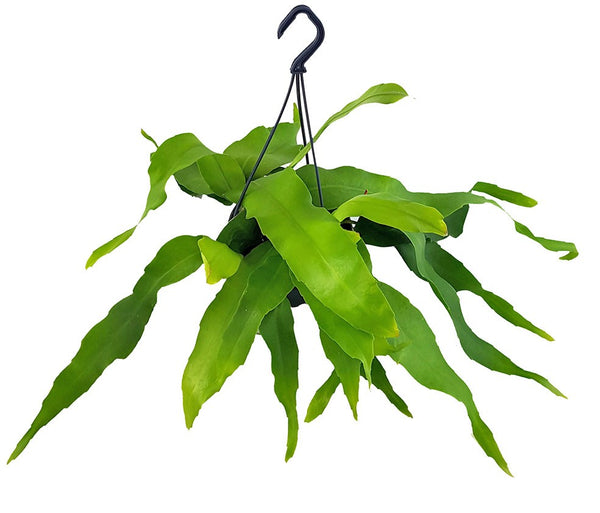 blattkaktus erde kaufen Epiphyllum oxypetalum