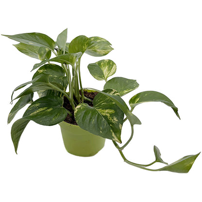 Epipremnum aureum - goldene Efeutute
