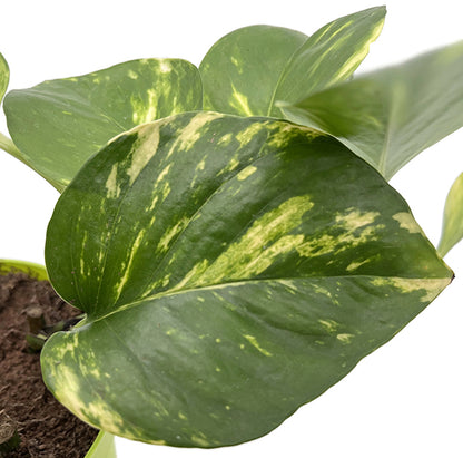 Epipremnum aureum - goldene Efeutute