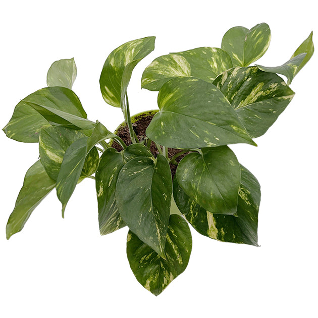 Epipremnum aureum - goldene Efeutute