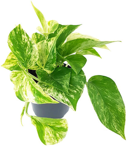 Epipremnum pinnatum &quot;Marble Queen&quot; - gefleckte Efeutute