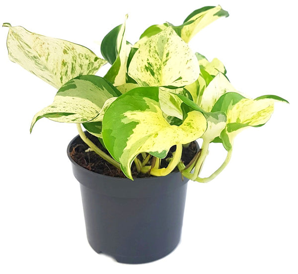 efeutute epipremnum pinnatum Epipremnum pinnatum 