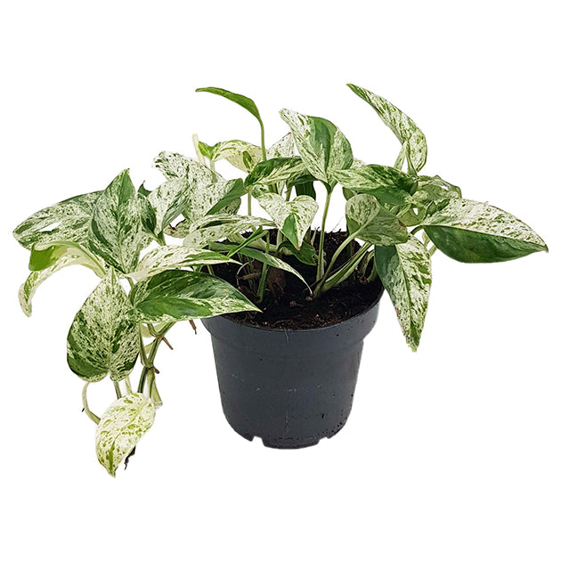 Epipremnum pinnatum &quot;Marble Variegata&quot;  - panaschierte Efeutute