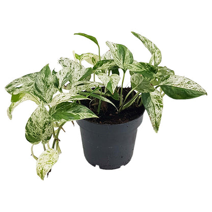 Epipremnum pinnatum &quot;Marble Variegata&quot;  - panaschierte Efeutute