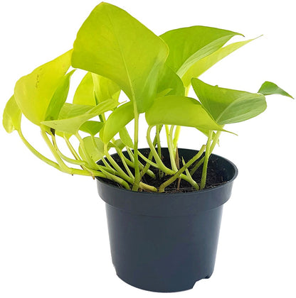 efeutute golden pothos Epipremnum "Golden Pothos"
