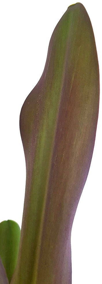 Eucomis &quot;Sparkling Burgundy&quot; - Ananaslilie