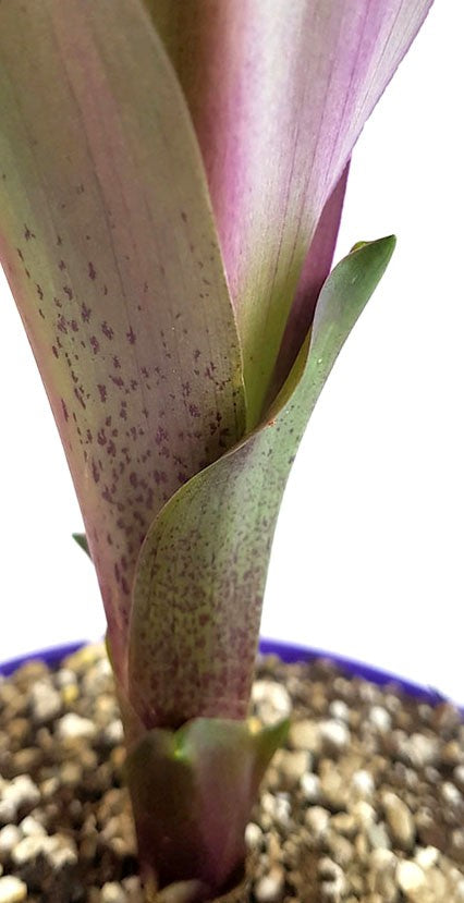 Eucomis &quot;Sparkling Burgundy&quot; - Ananaslilie