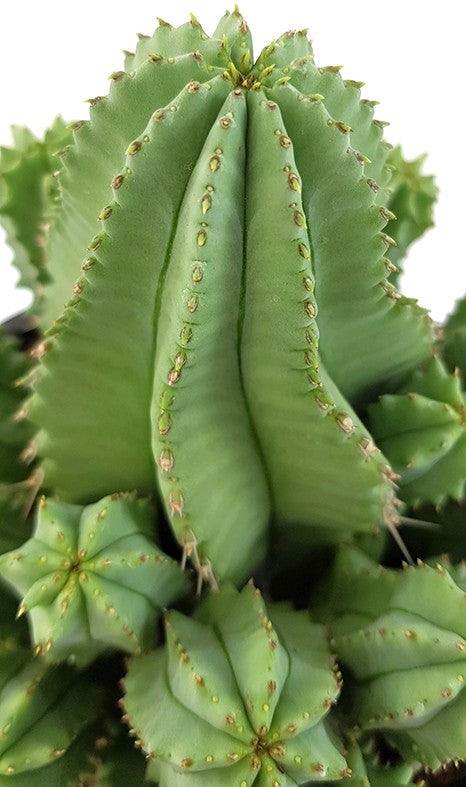 Euphorbia fruticosa f. inermis - Sukkulente