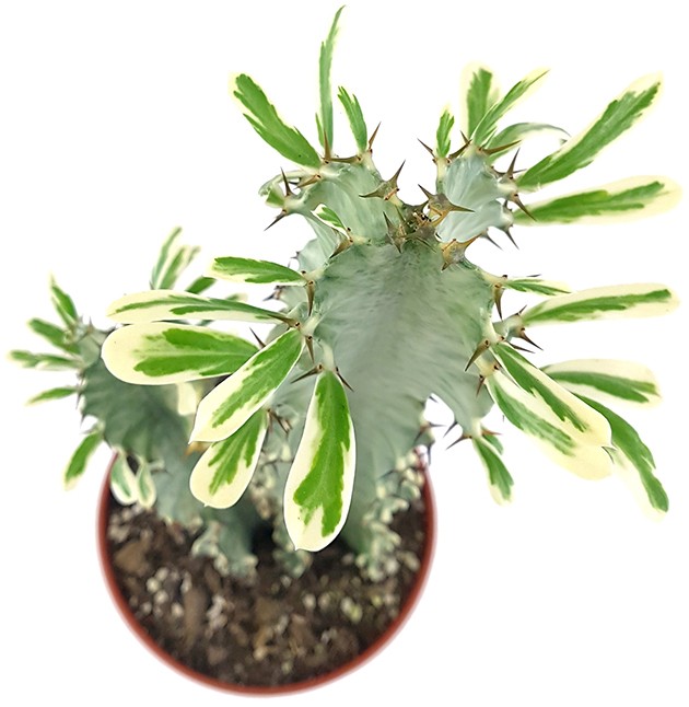 Euphorbia eritrea &quot;Variegata&quot; - panaschierte Wolfsmilch