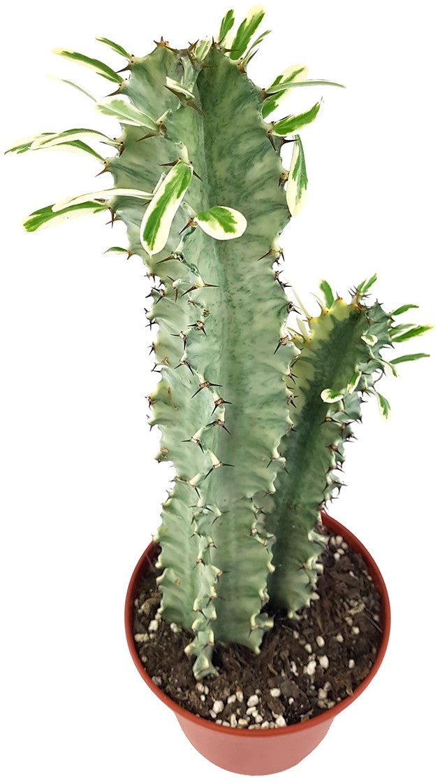 Euphorbia eritrea &quot;Variegata&quot; - panaschierte Wolfsmilch