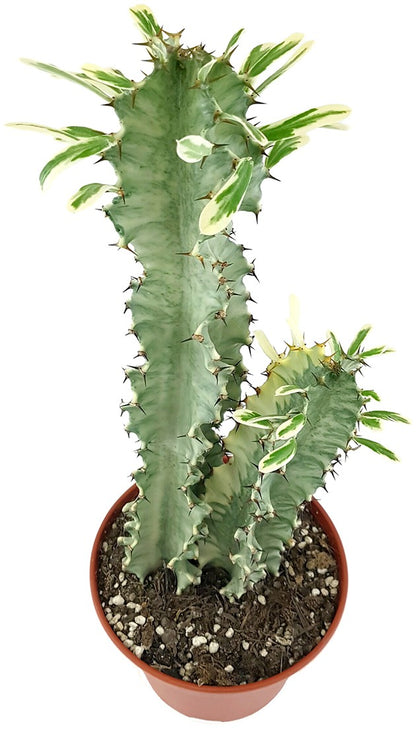 Euphorbia eritrea &quot;Variegata&quot; - panaschierte Wolfsmilch