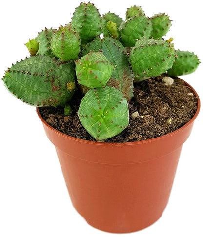 Euphorbia globosa - kugeliges Wolfsmilchgewächs