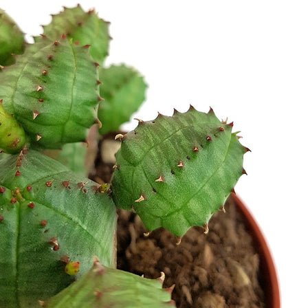 Euphorbia globosa - kugeliges Wolfsmilchgewächs