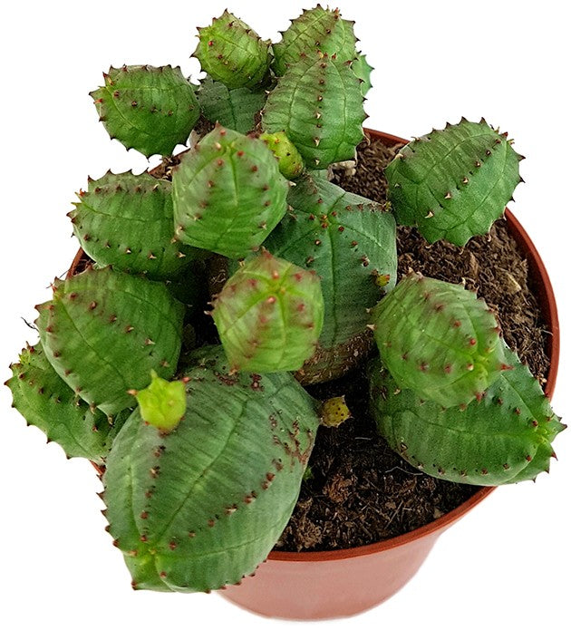 Euphorbia globosa - kugeliges Wolfsmilchgewächs