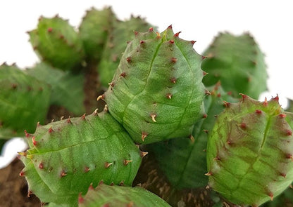 Euphorbia globosa - kugeliges Wolfsmilchgewächs