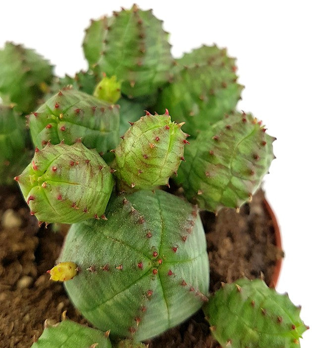 Euphorbia globosa - kugeliges Wolfsmilchgewächs