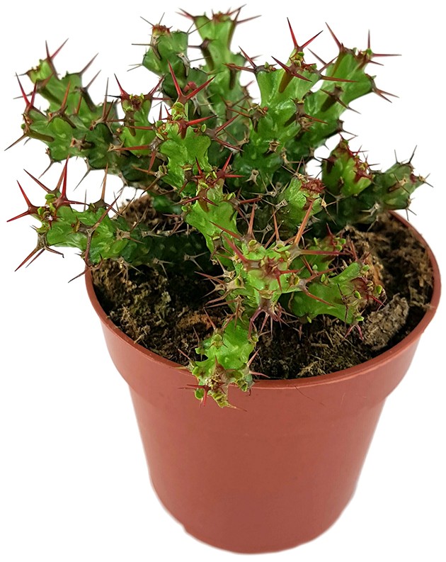 Euphorbia lenewtonii - verzweigte Wolfsmilch