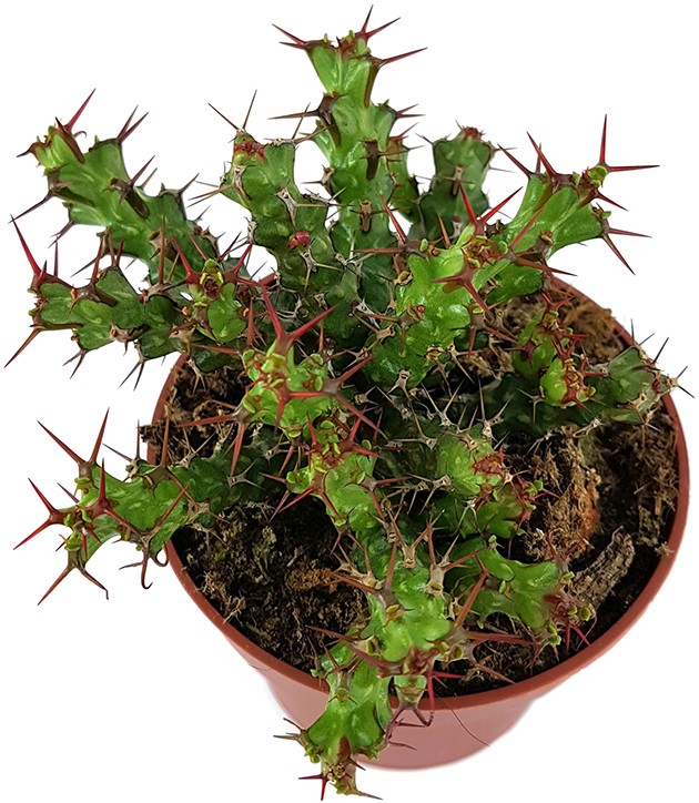 Euphorbia lenewtonii - verzweigte Wolfsmilch