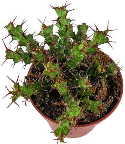 Euphorbia lenewtonii - verzweigte Wolfsmilch