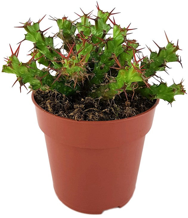 Euphorbia lenewtonii - verzweigte Wolfsmilch