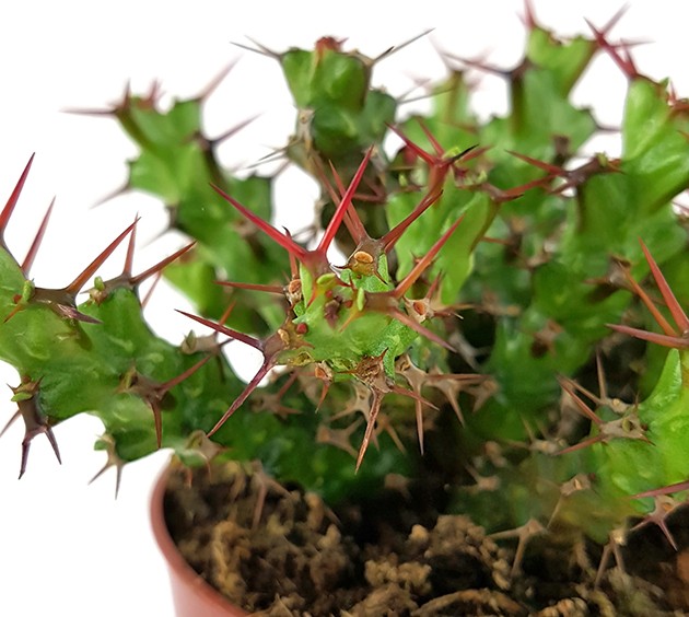 Euphorbia lenewtonii - verzweigte Wolfsmilch