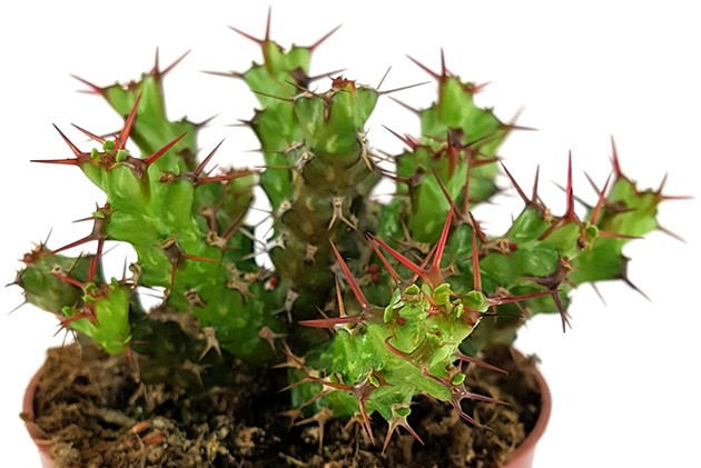 Euphorbia lenewtonii - verzweigte Wolfsmilch