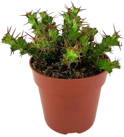 Euphorbia lenewtonii - verzweigte Wolfsmilch