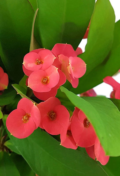 Euphorbia milii &quot;red and white&quot; - zweifarbiger Christusdorn