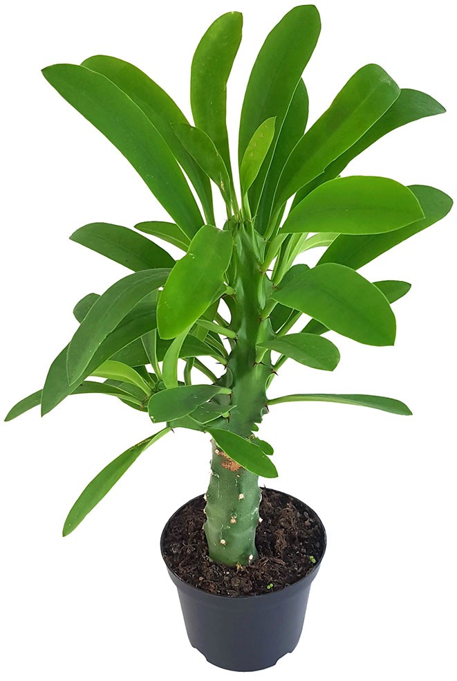 Euphorbia neriifolia - Oleander-Wolfsmilch