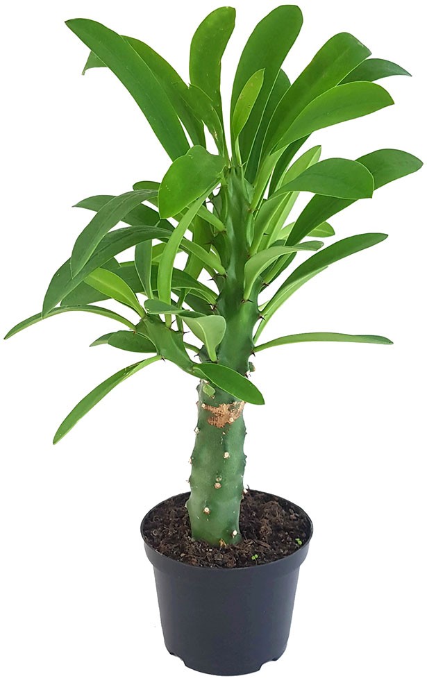 Euphorbia neriifolia - Oleander-Wolfsmilch