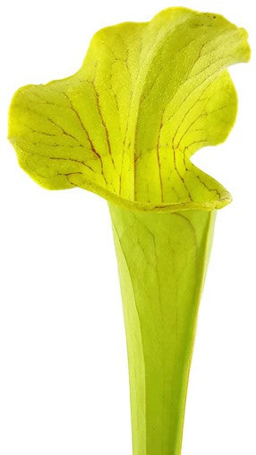 Sarracenia X "Green Cloud"