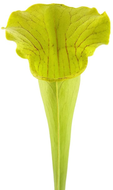 Sarracenia X "Green Cloud"