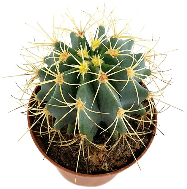 Ferocactus glaucescens - blaugrüner Kaktus