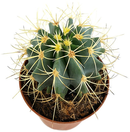 Ferocactus glaucescens - blaugrüner Kaktus