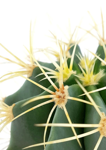 Ferocactus glaucescens - blaugrüner Kaktus