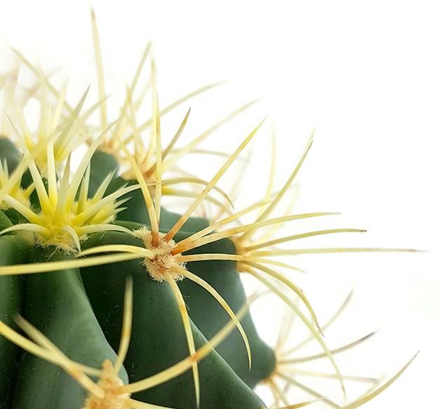 Ferocactus glaucescens - blaugrüner Kaktus