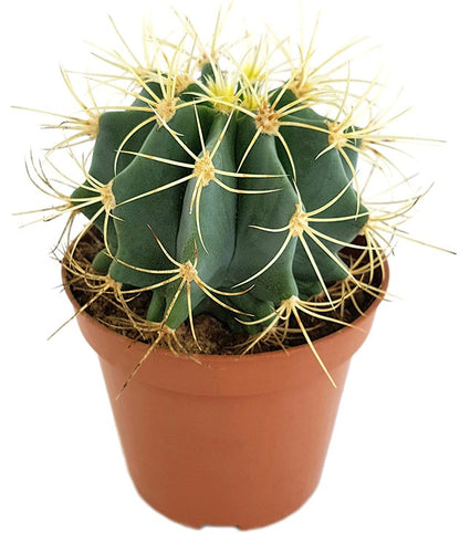 Ferocactus glaucescens - blaugrüner Kaktus