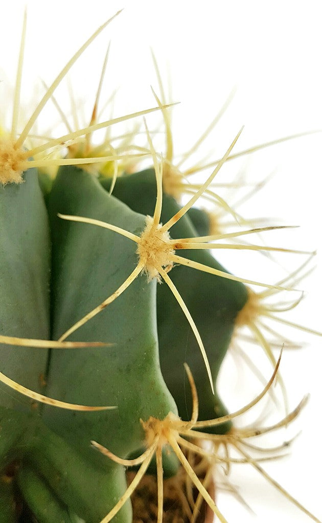 Ferocactus glaucescens - blaugrüner Kaktus