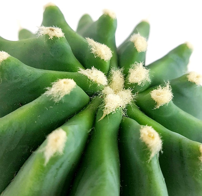 Ferocactus glaucescens f. inermis - Schmuckkaktus