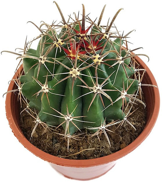 Ferocactus latispinus - Teufelszungen-Kaktus