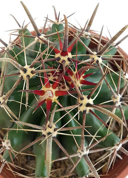 Ferocactus latispinus - Teufelszungen-Kaktus