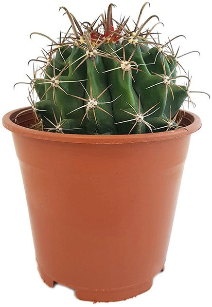 Ferocactus latispinus - Teufelszungen-Kaktus