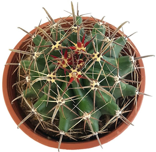 Ferocactus latispinus - Teufelszungen-Kaktus