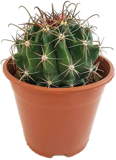 Ferocactus latispinus - Teufelszungen-Kaktus