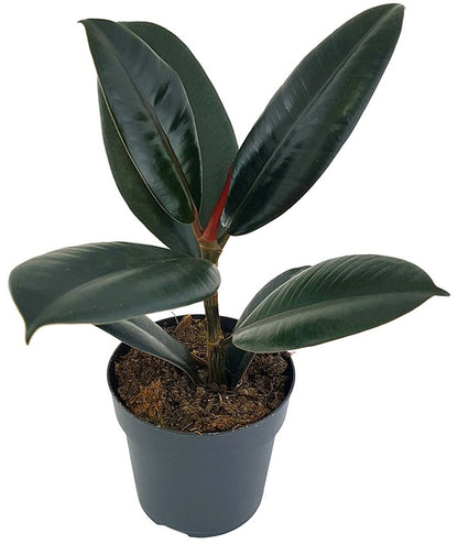 Ficus elastica &quot;Abidjan&quot; - sinnlicher Gummibaum