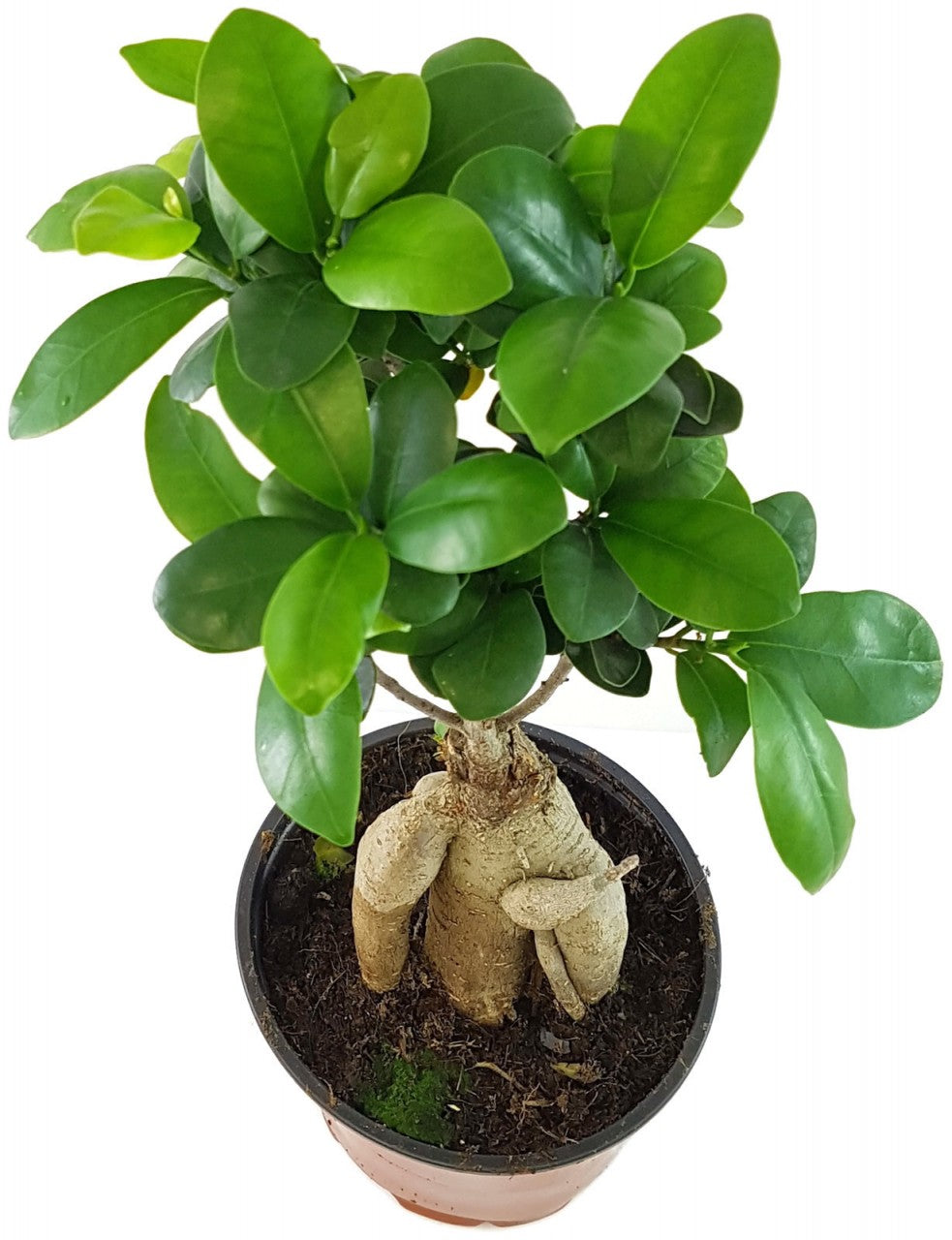 Ficus &quot;Ginseng&quot; - chinesische Feige