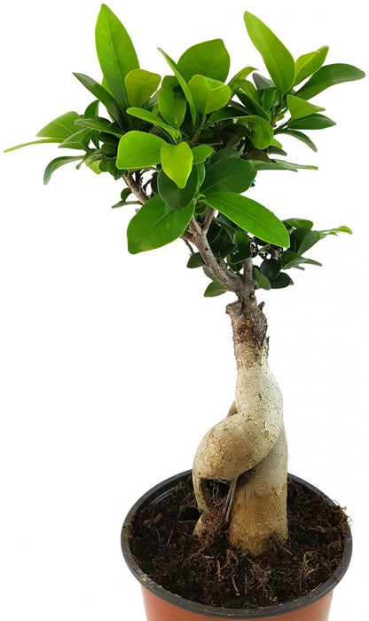 Ficus &quot;Ginseng&quot; - chinesische Feige