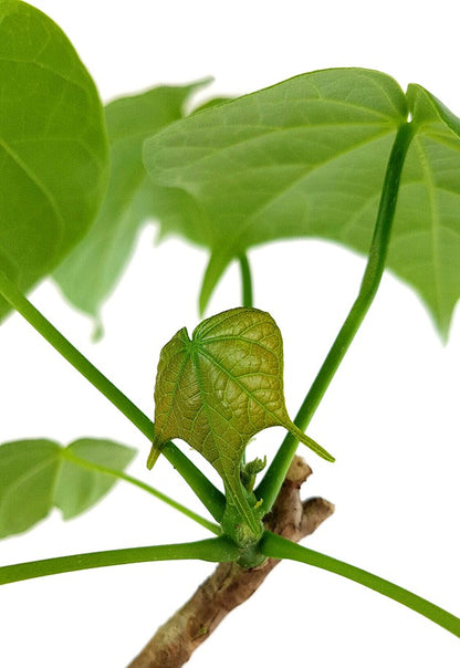 Firmiana colorata - stattliche Caudexpflanze