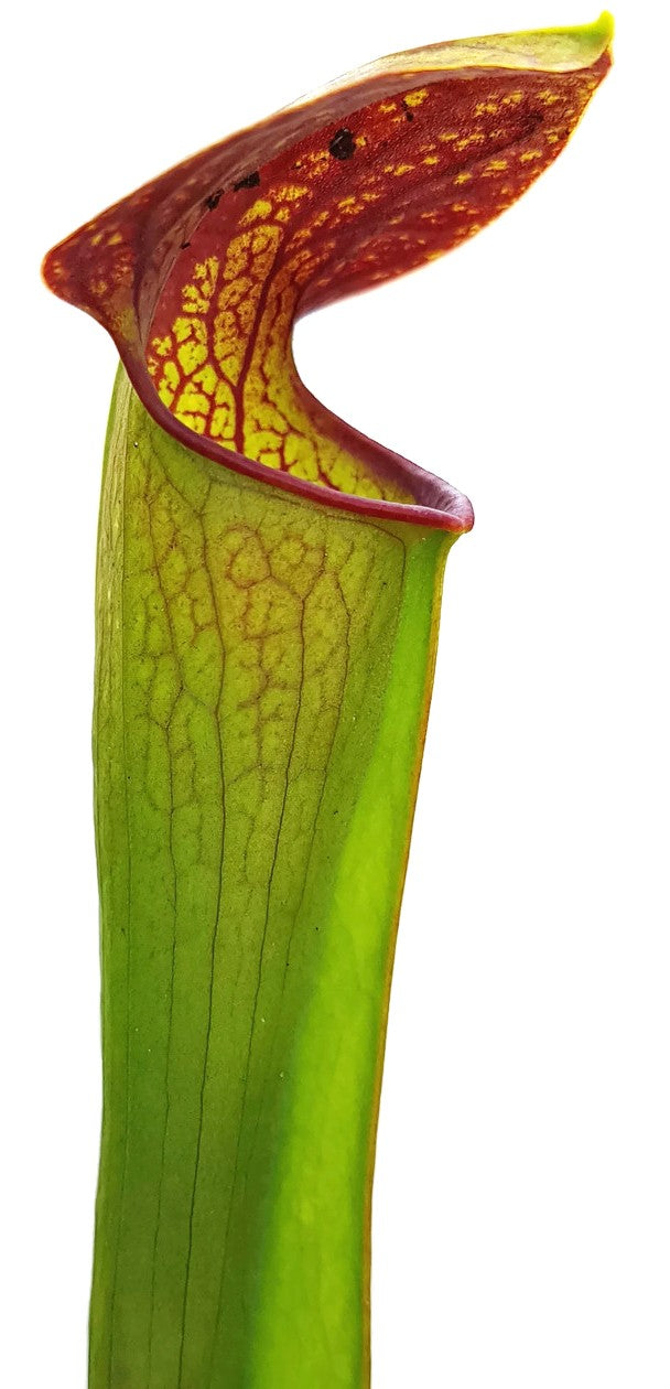 Sarracenia Minor var. Minor X Flava var. Atropurpurea